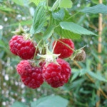 framboise