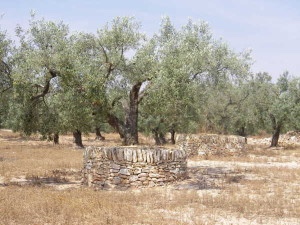 jardin-des-oliviers