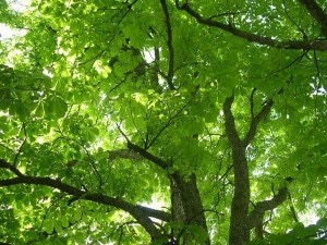 Arbre-de-vie