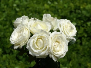 Rose blanche