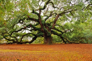 angel-oak-south-carolina