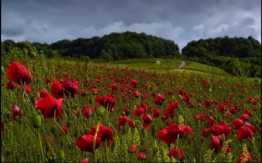 coquelicots